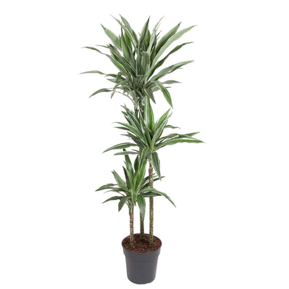 Dracaena Warneckei