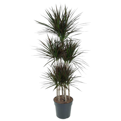 Dracaena Magenta