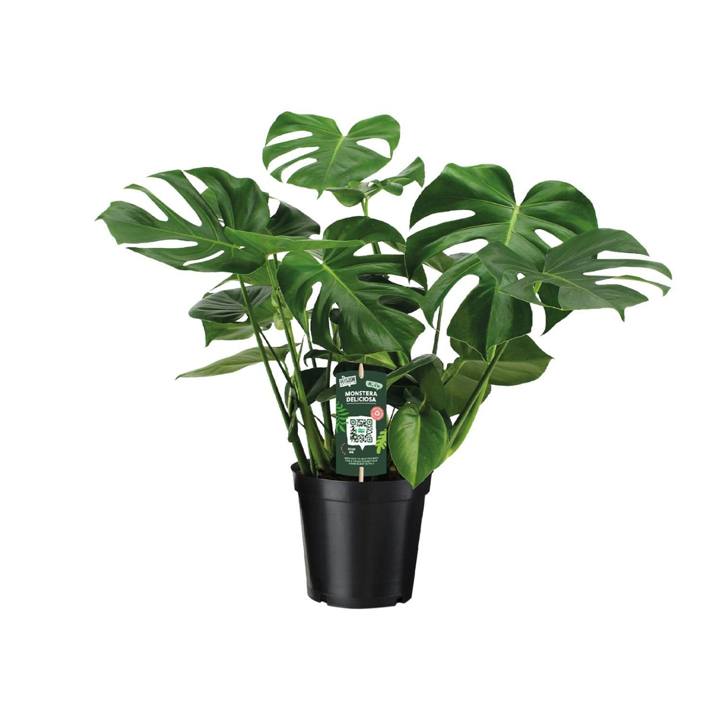 Monstera Deliciosa - Gatenplant - Ø21cm - ↕65cm - Ø21 - 65cm