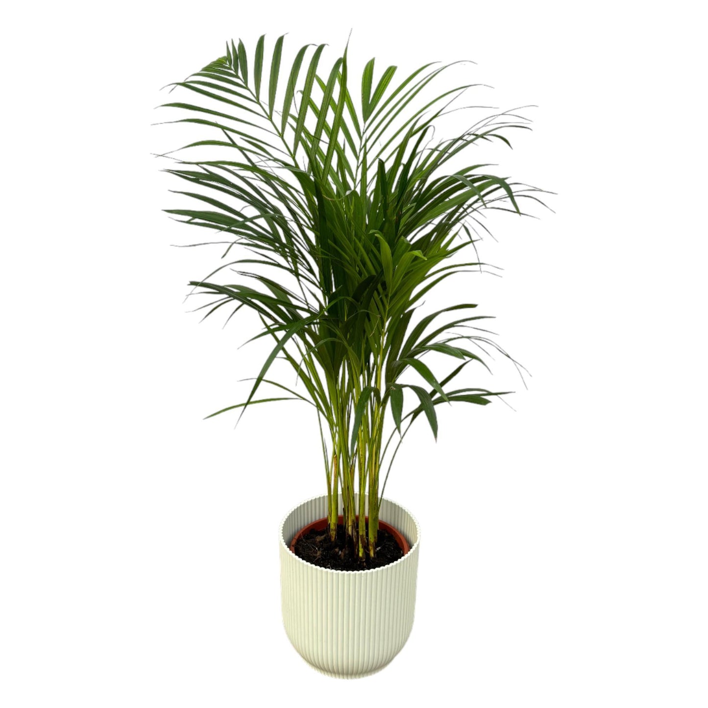 Areca palm - inclusief elho Vibes Fold Round