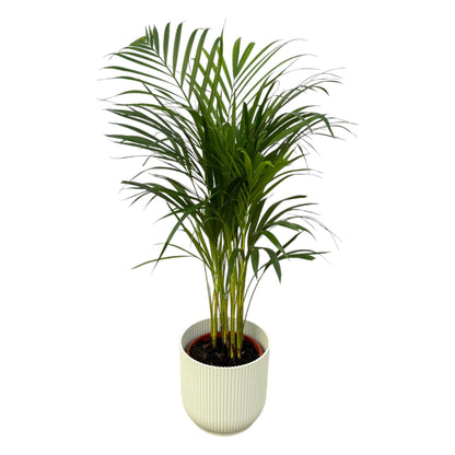 Areca palm - inclusief elho Vibes Fold Round