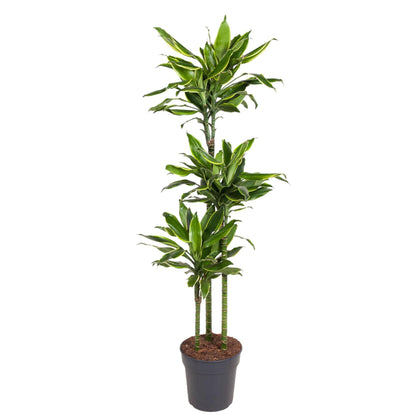 Dracaena Golden Coast