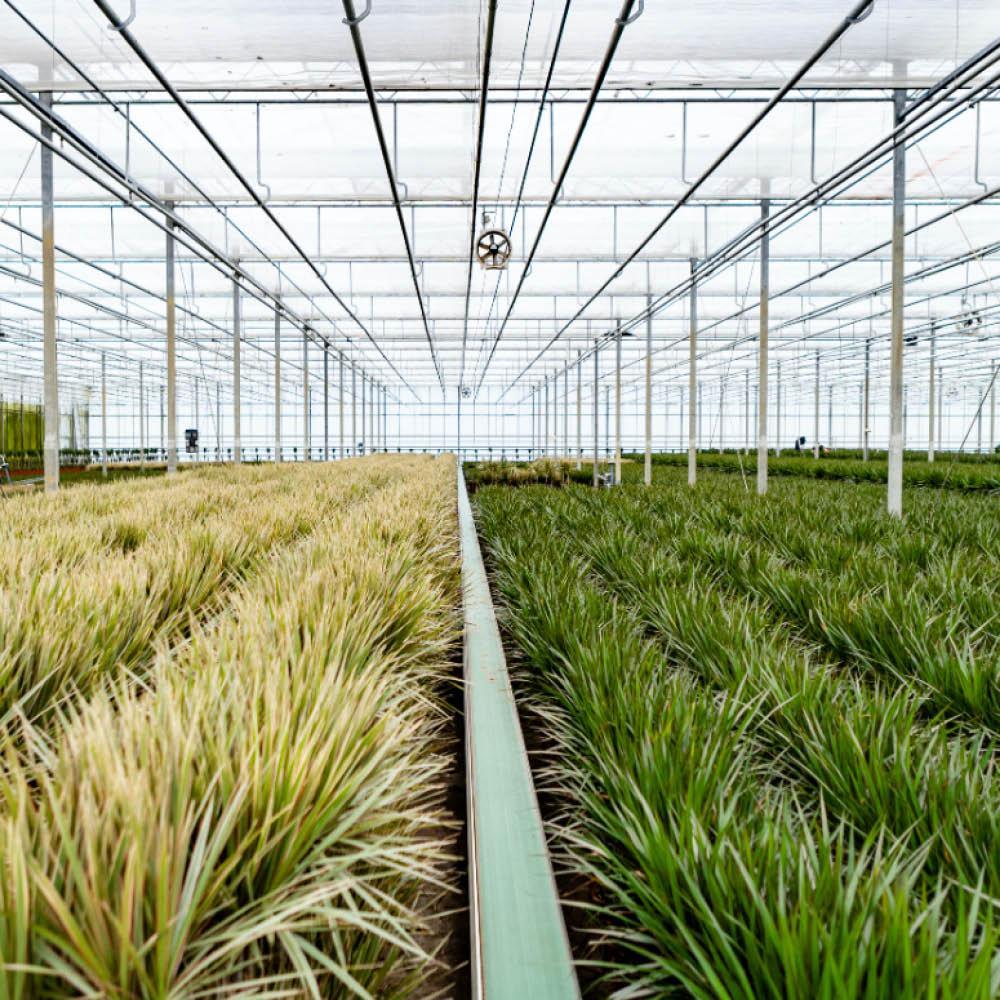 Dracaena Marginata - ↨120cm - Ø21cm + Dracaena Marginata - 70cm - Ø17cm