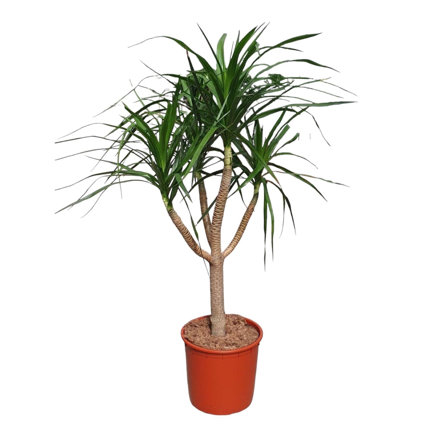 Dracaena Draco