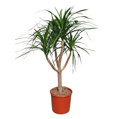 Dracaena Draco