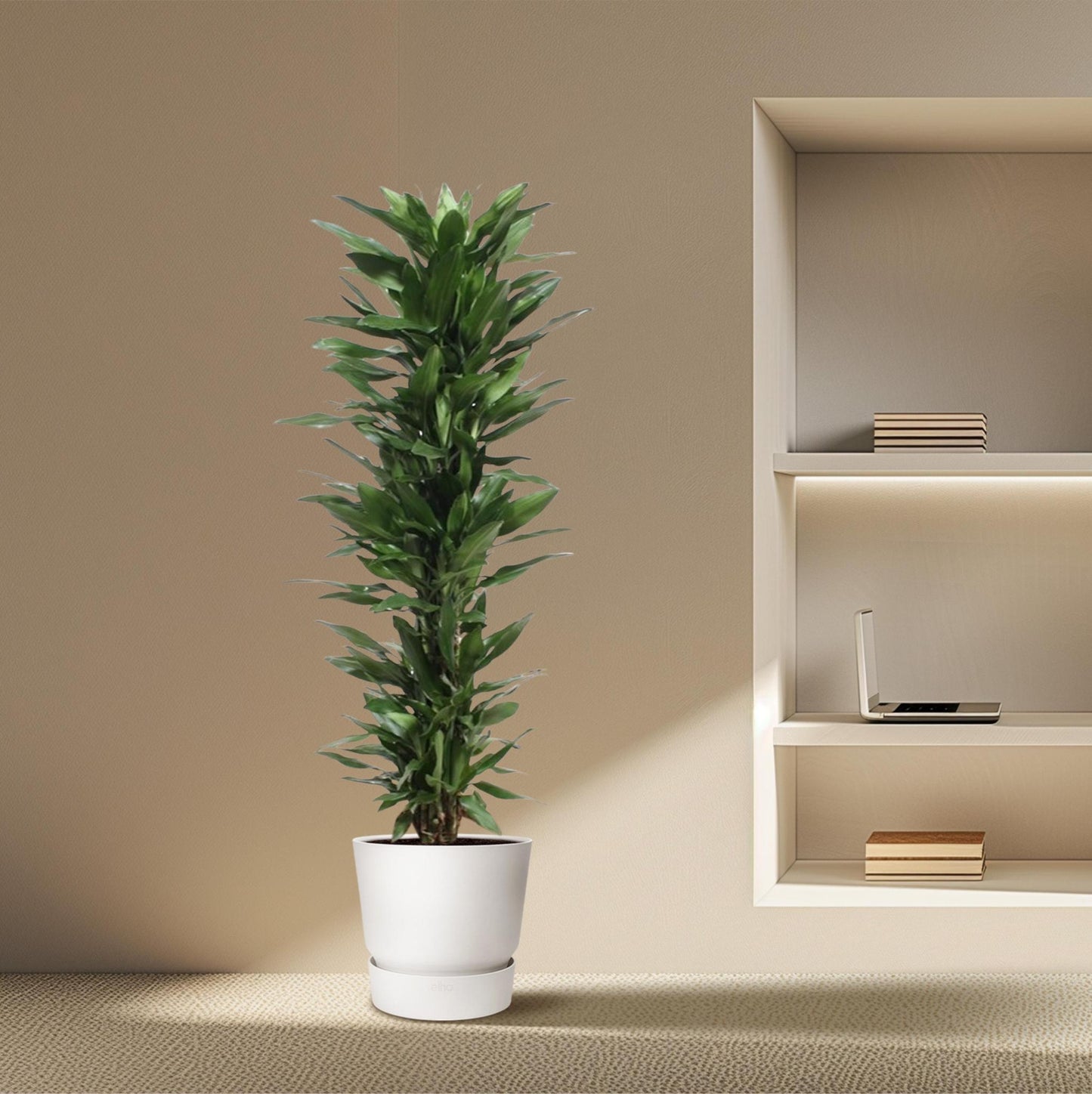 Dracaena Janet Lind