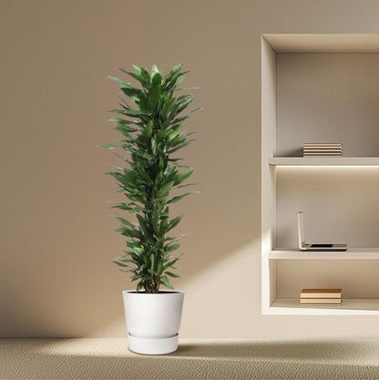 Dracaena Janet Lind