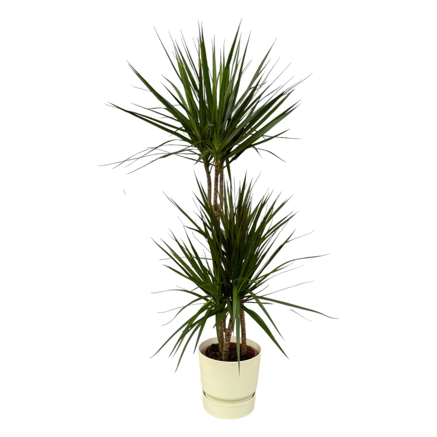 Dracaena Marginata - ↨120cm - Ø21cm inclusief Elho pot