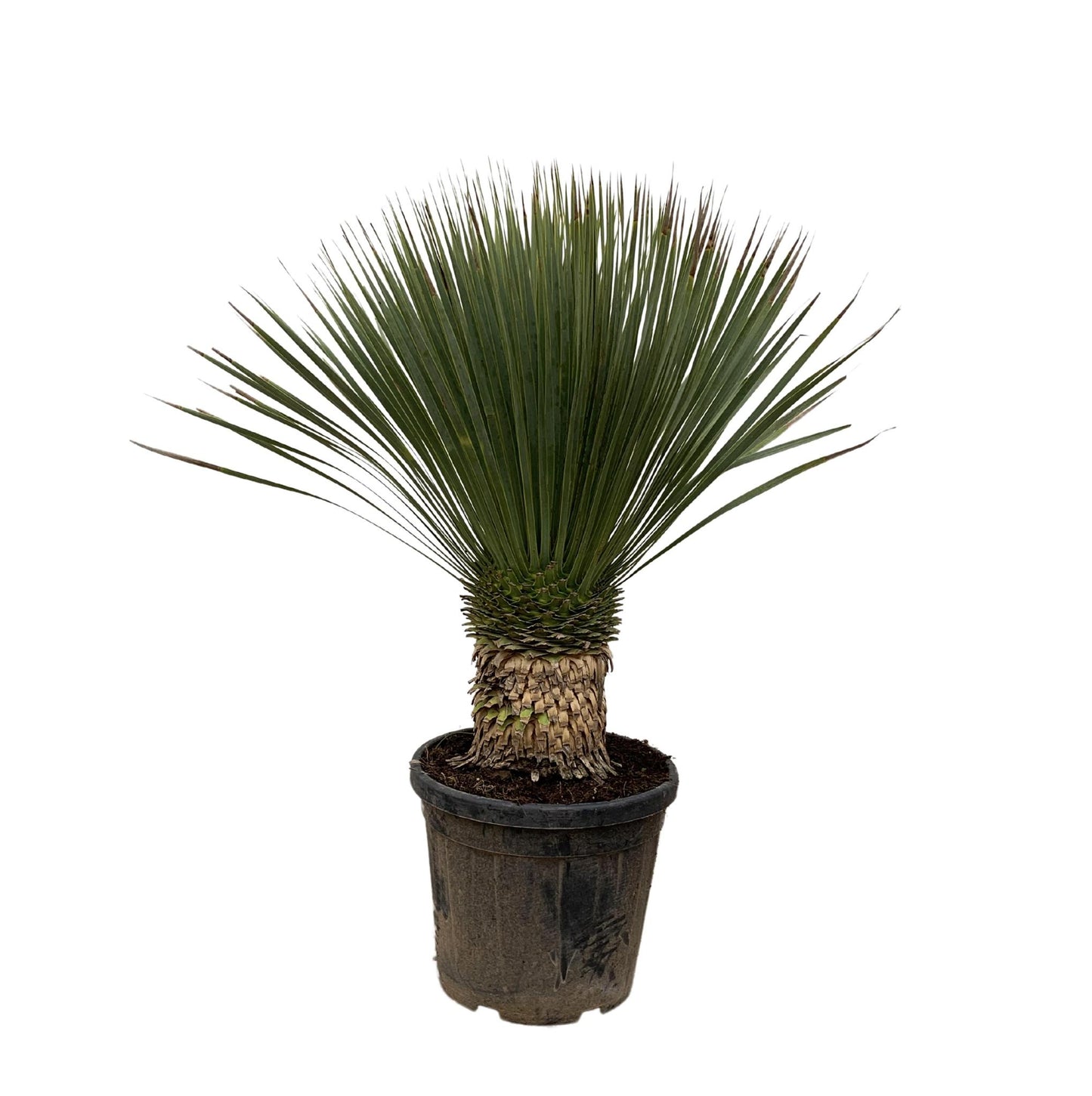 Yucca Rostrata op stam