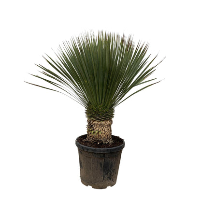Yucca Rostrata op stam