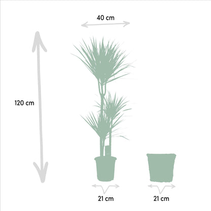 Dracaena Marginata met mand - ↨120cm - Ø21cm
