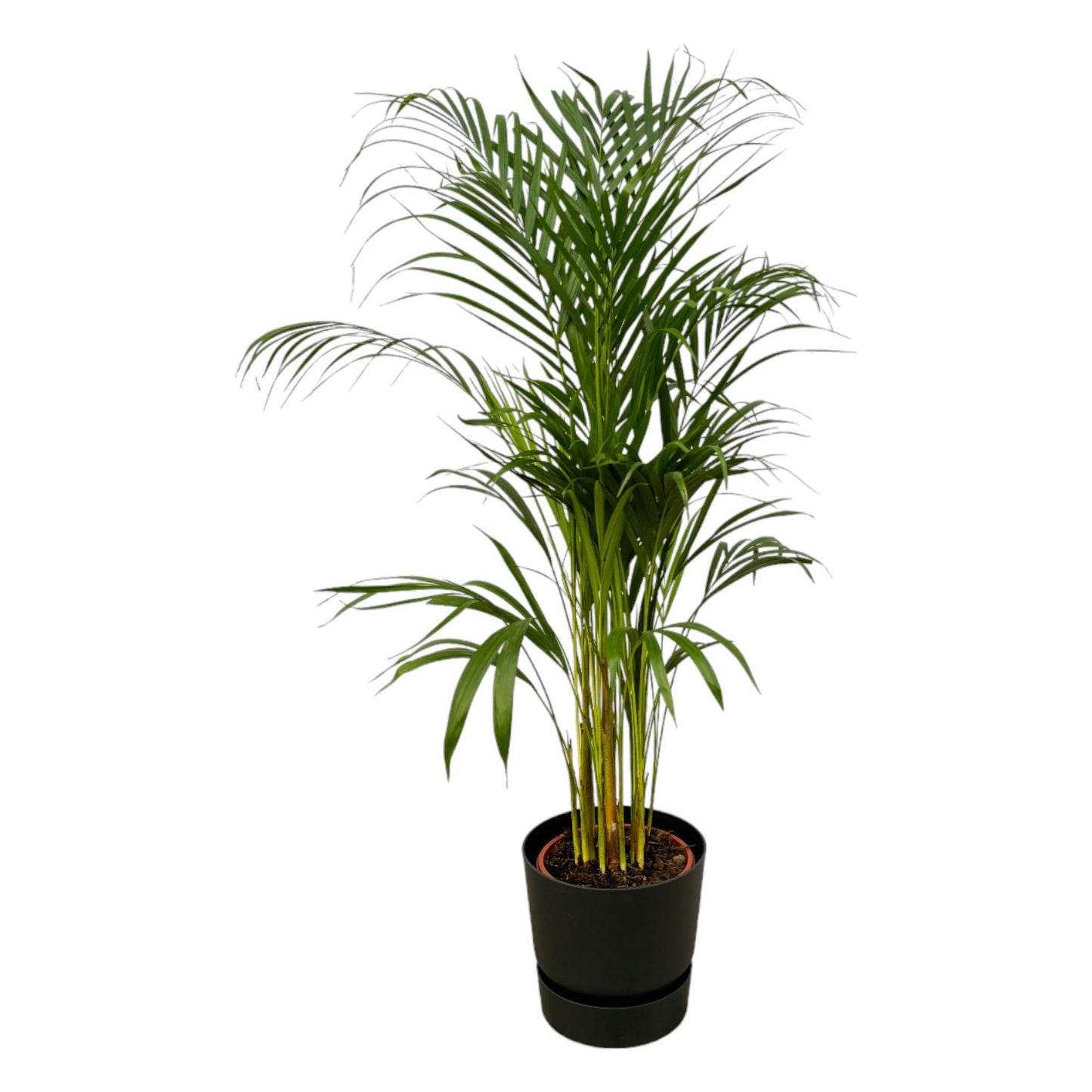 Areca palm - inclusief elho Greenville Round pot