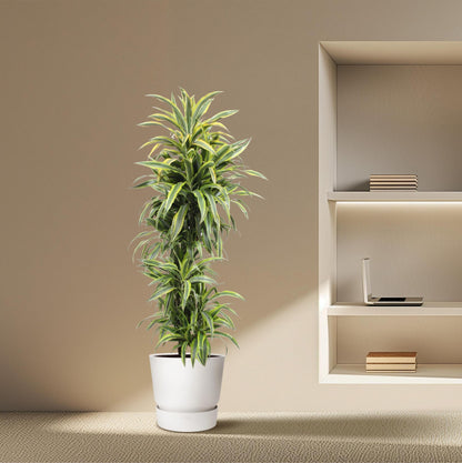 Dracaena Lemon Lime
