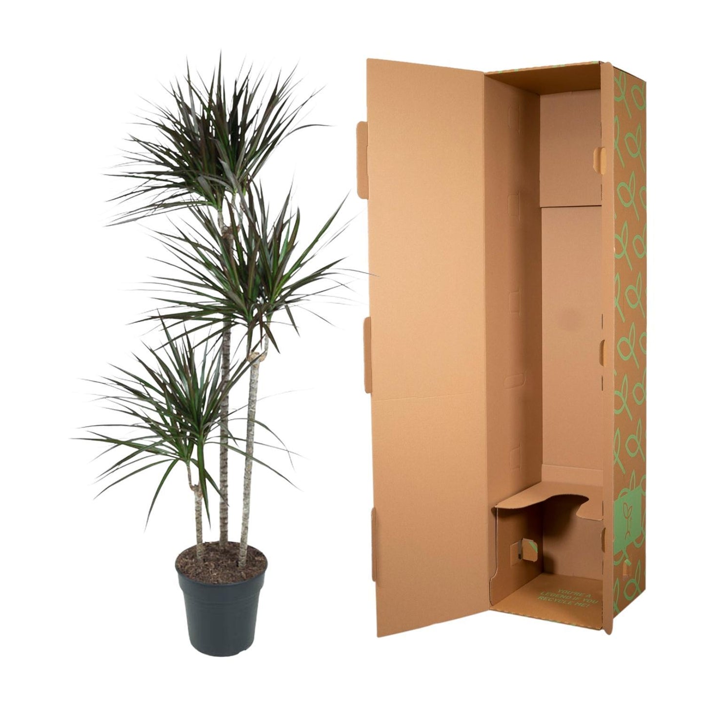 Dracaena Magenta