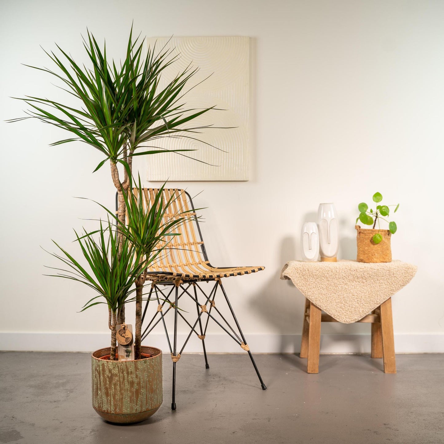 Dracaena Marginata met pot - ↨120cm - Ø21cm