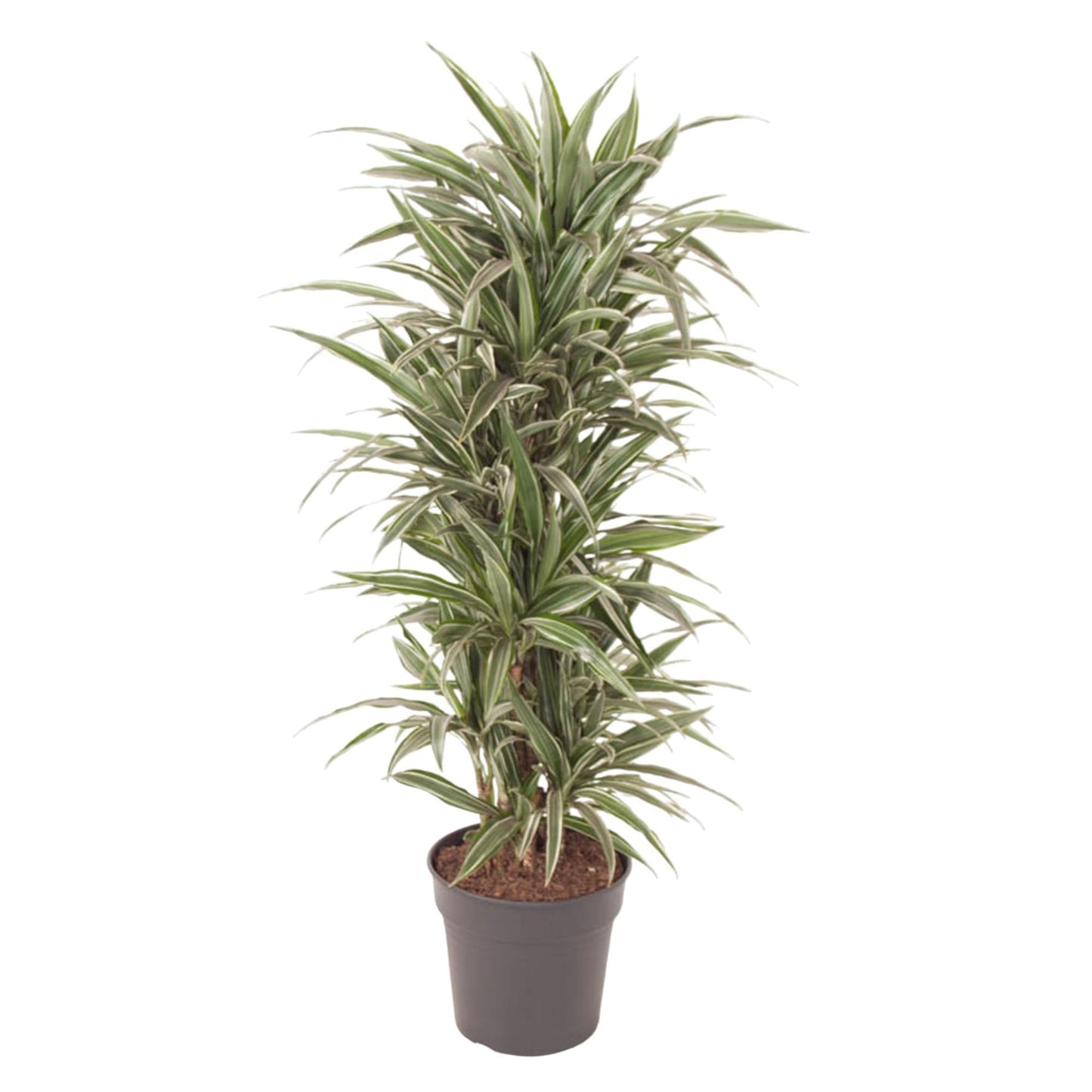 Dracaena Warneckei