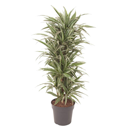 Dracaena Warneckei