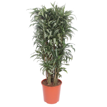 Dracaena Warneckei