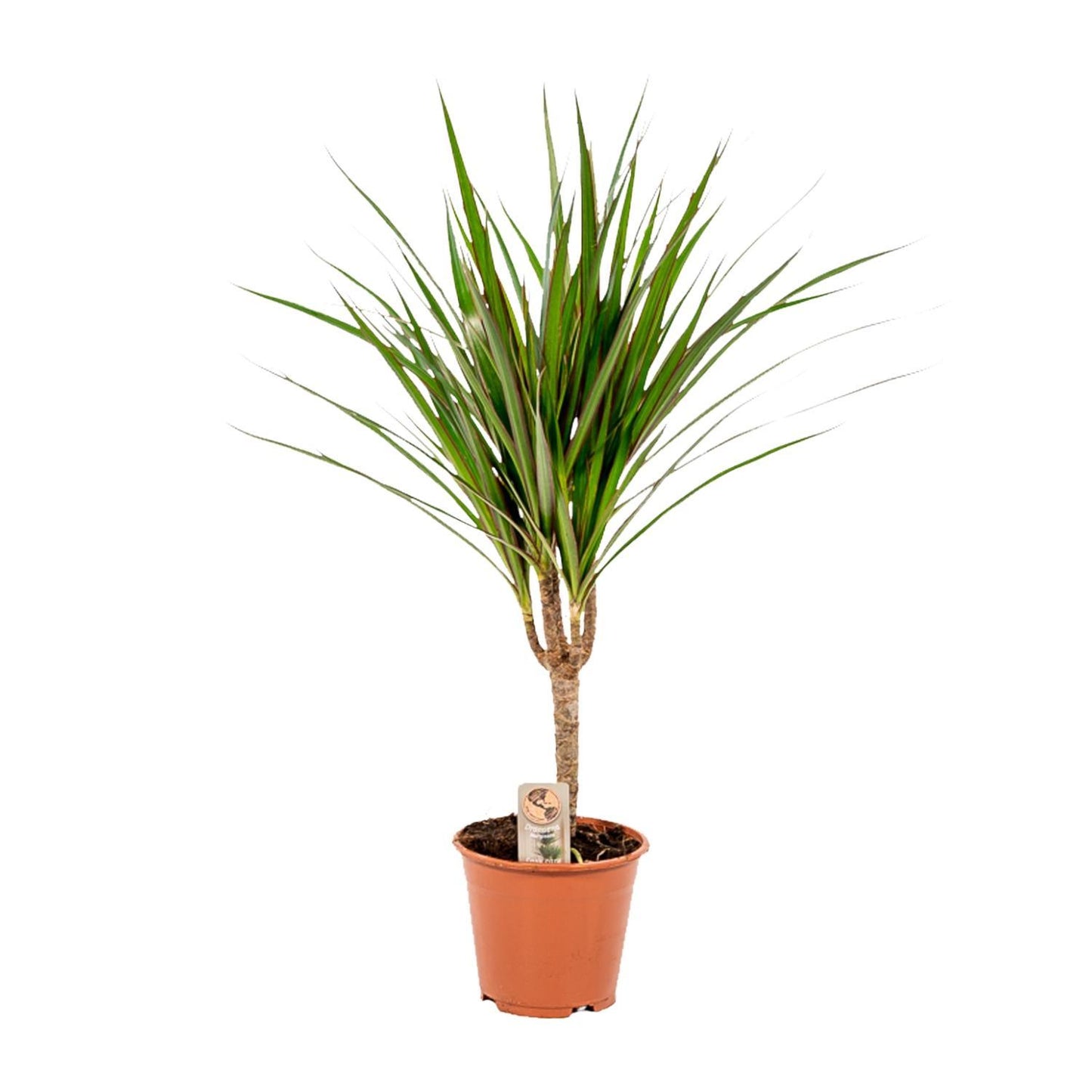 Dracaena Marginata