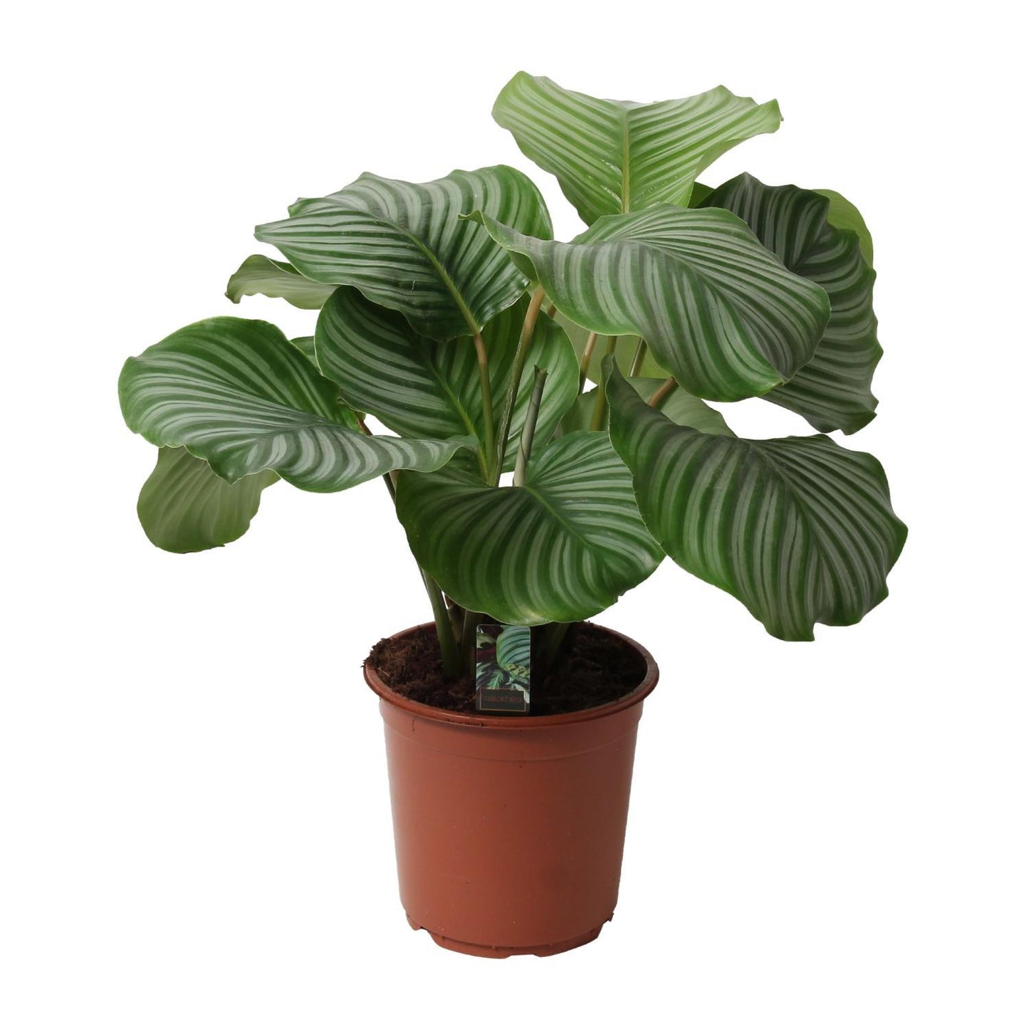 Calathea Orbifolia