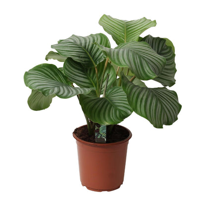 Calathea Orbifolia