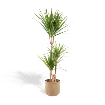 Dracaena Marginata met pot - ↨120cm - Ø21cm