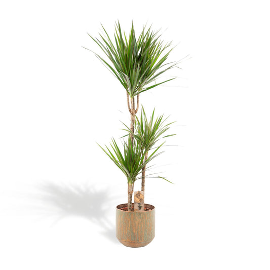 Dracaena Marginata met pot - ↨120cm - Ø21cm