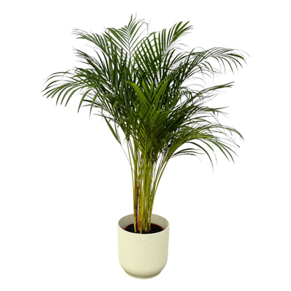 Areca palm - inclusief elho Vibes Fold Round