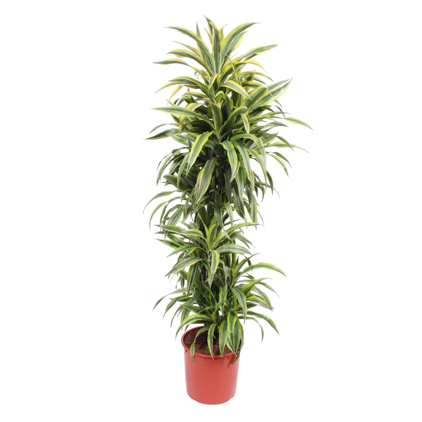 Dracaena Lemon Lime