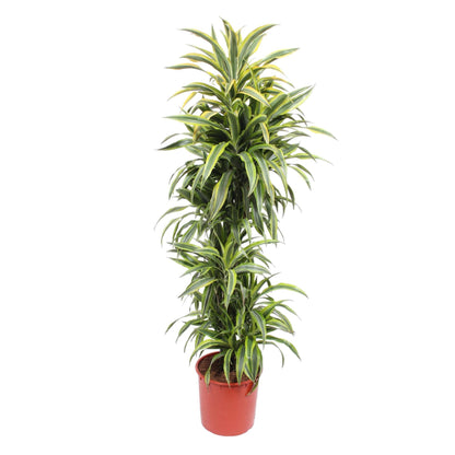 Dracaena Lemon Lime