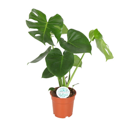 Monstera Deliciosa - Gatenplant - Ø21cm - ↕65cm - Ø17 - 55cm
