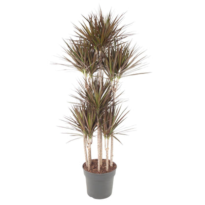 Dracaena Magenta