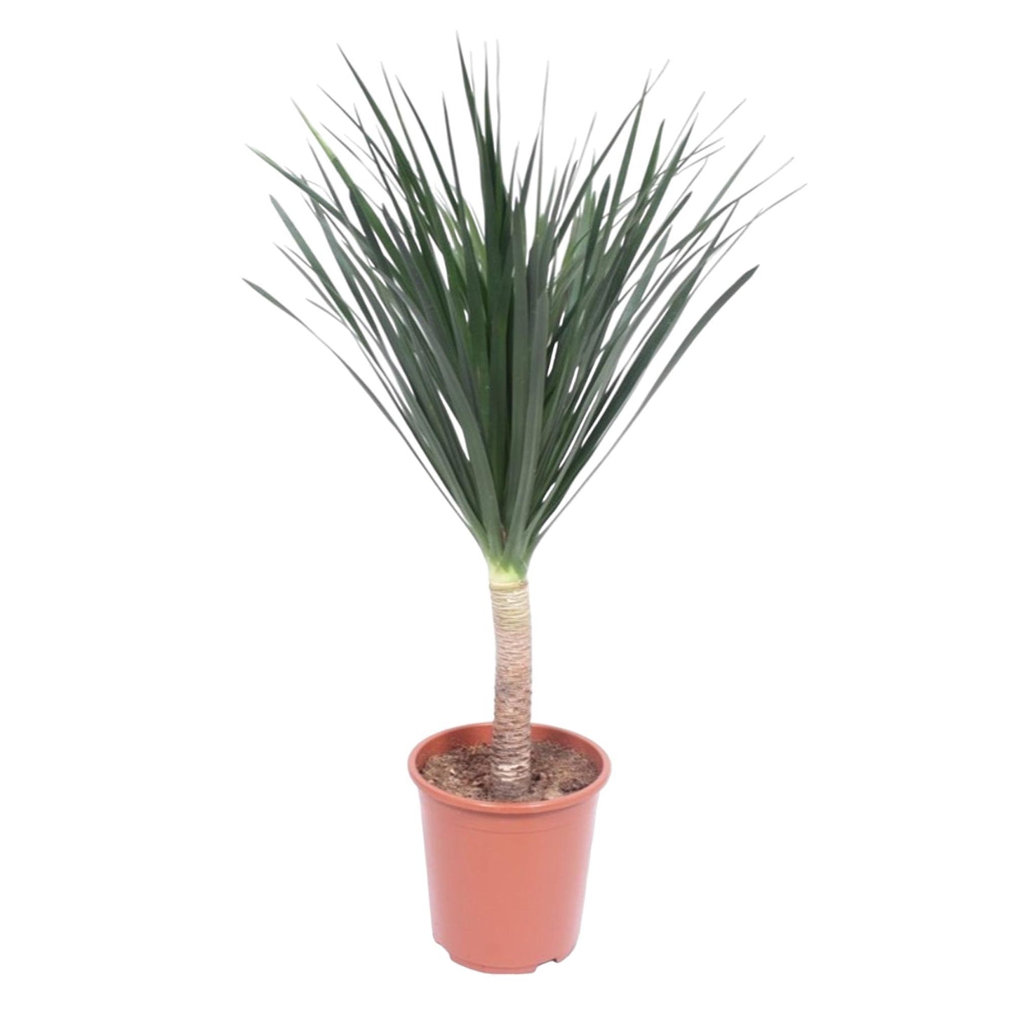 Dracaena Draco
