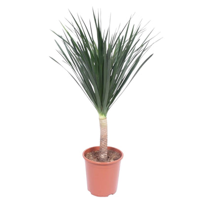 Dracaena Draco