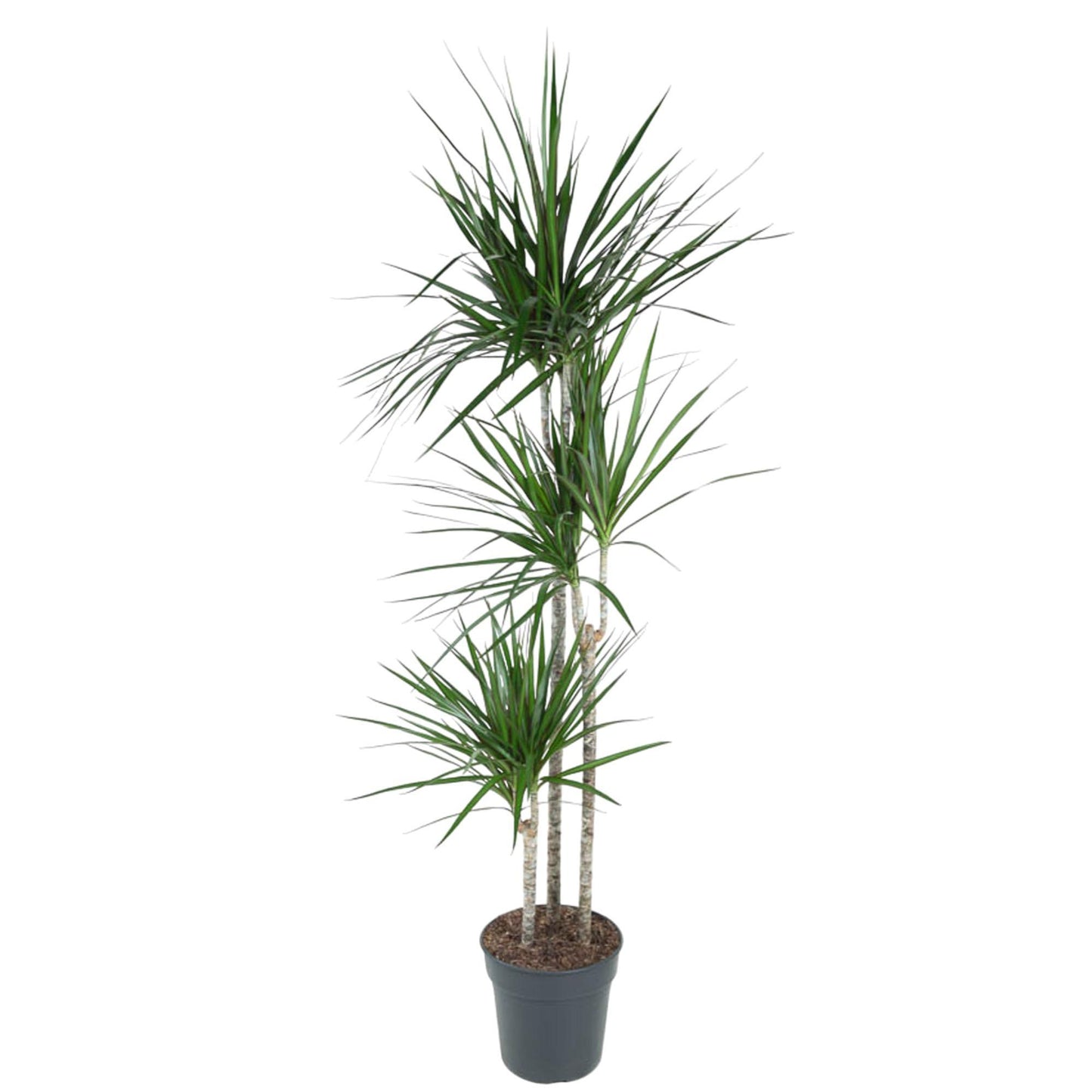 Dracaena Marginata