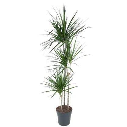 Dracaena Marginata