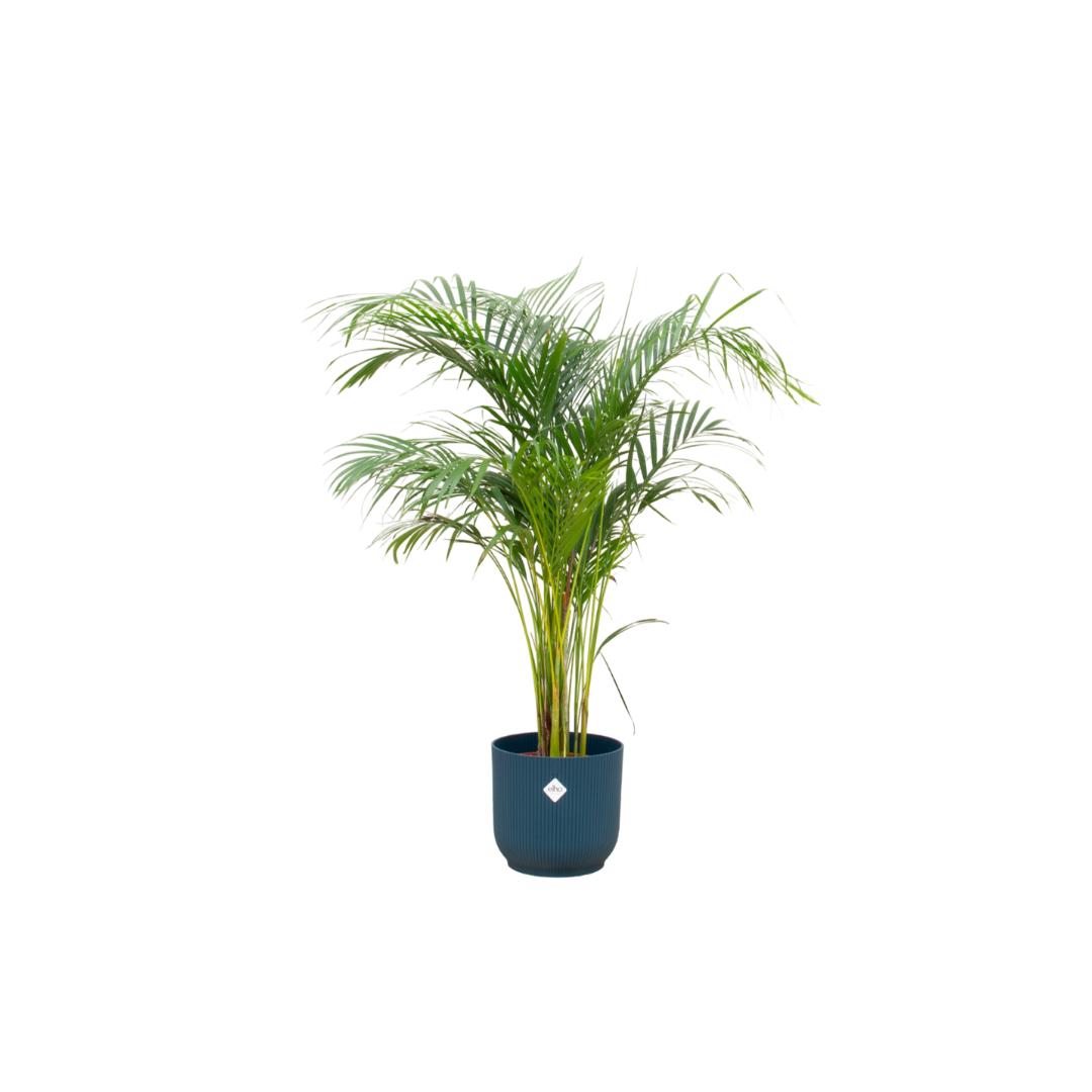 Areca palm - inclusief elho Vibes Fold Round