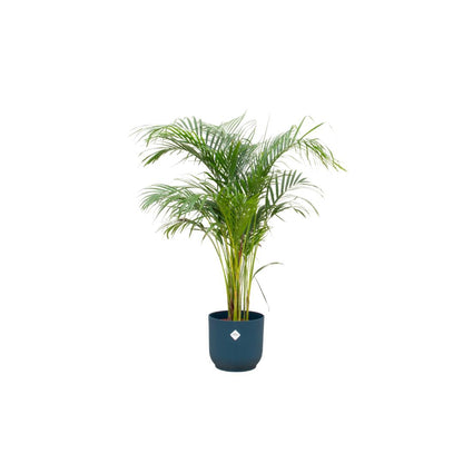 Areca palm - inclusief elho Vibes Fold Round