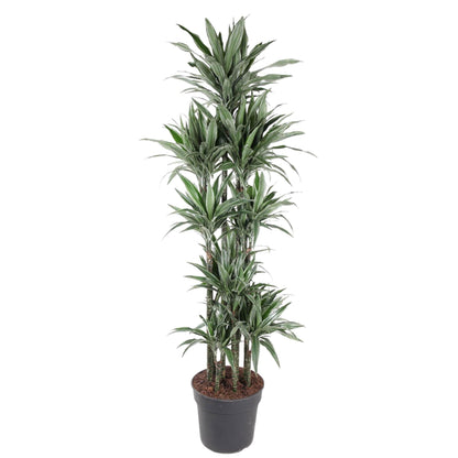Dracaena Warneckei