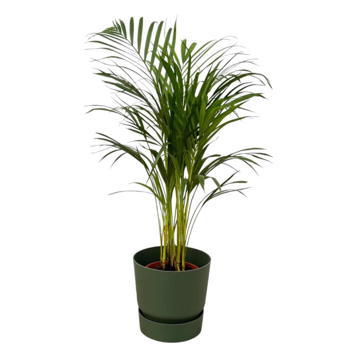 Areca palm - inclusief elho Greenville Round pot