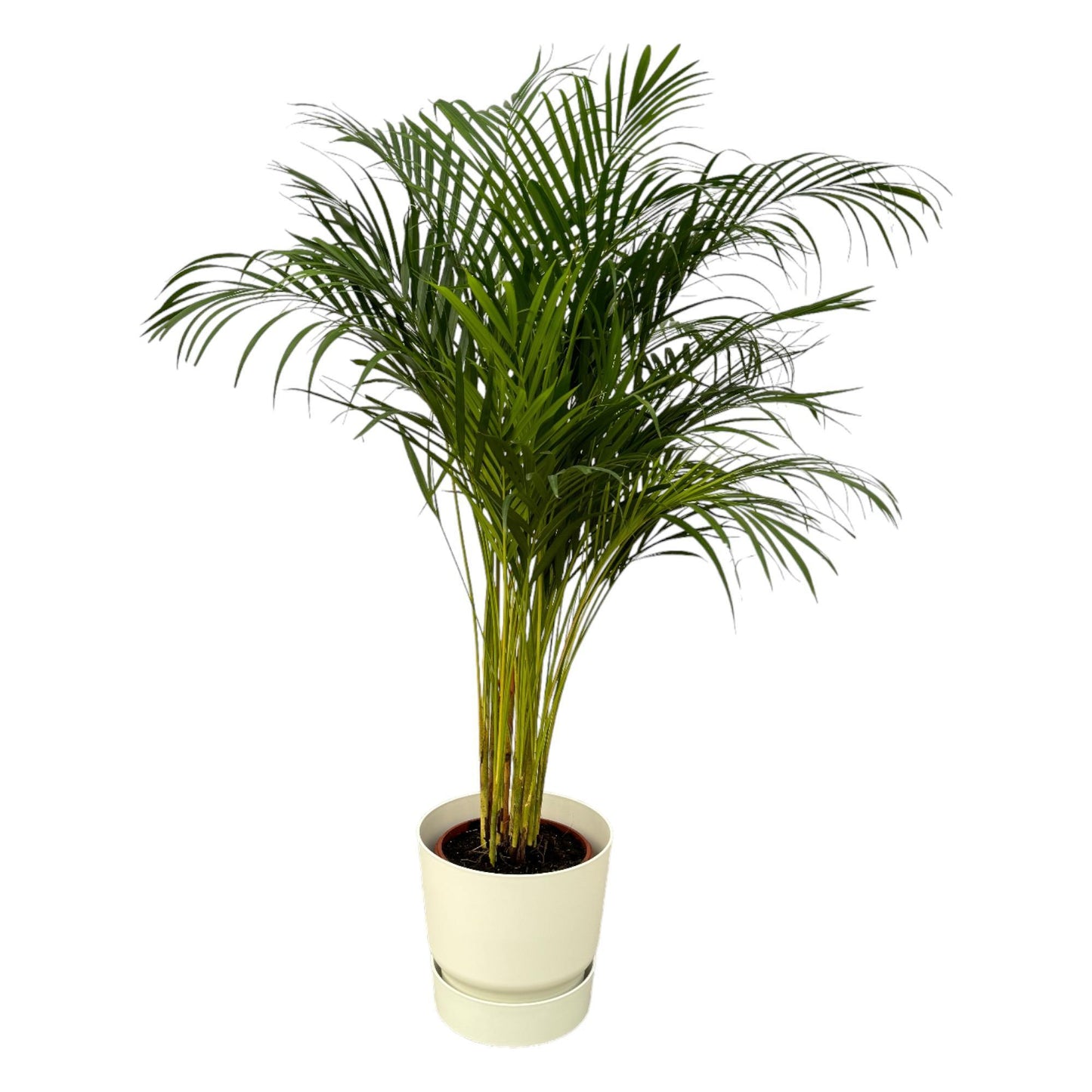 Areca palm - inclusief elho Greenville Round pot