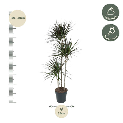 Dracaena Magenta