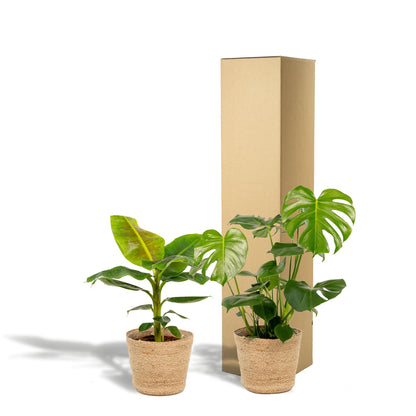 Monstera Deliciosa - Ø21cm - ↕75cm + Musa Dwarf Cavendish - Ø21cm - ↕85cm + Mand Selin