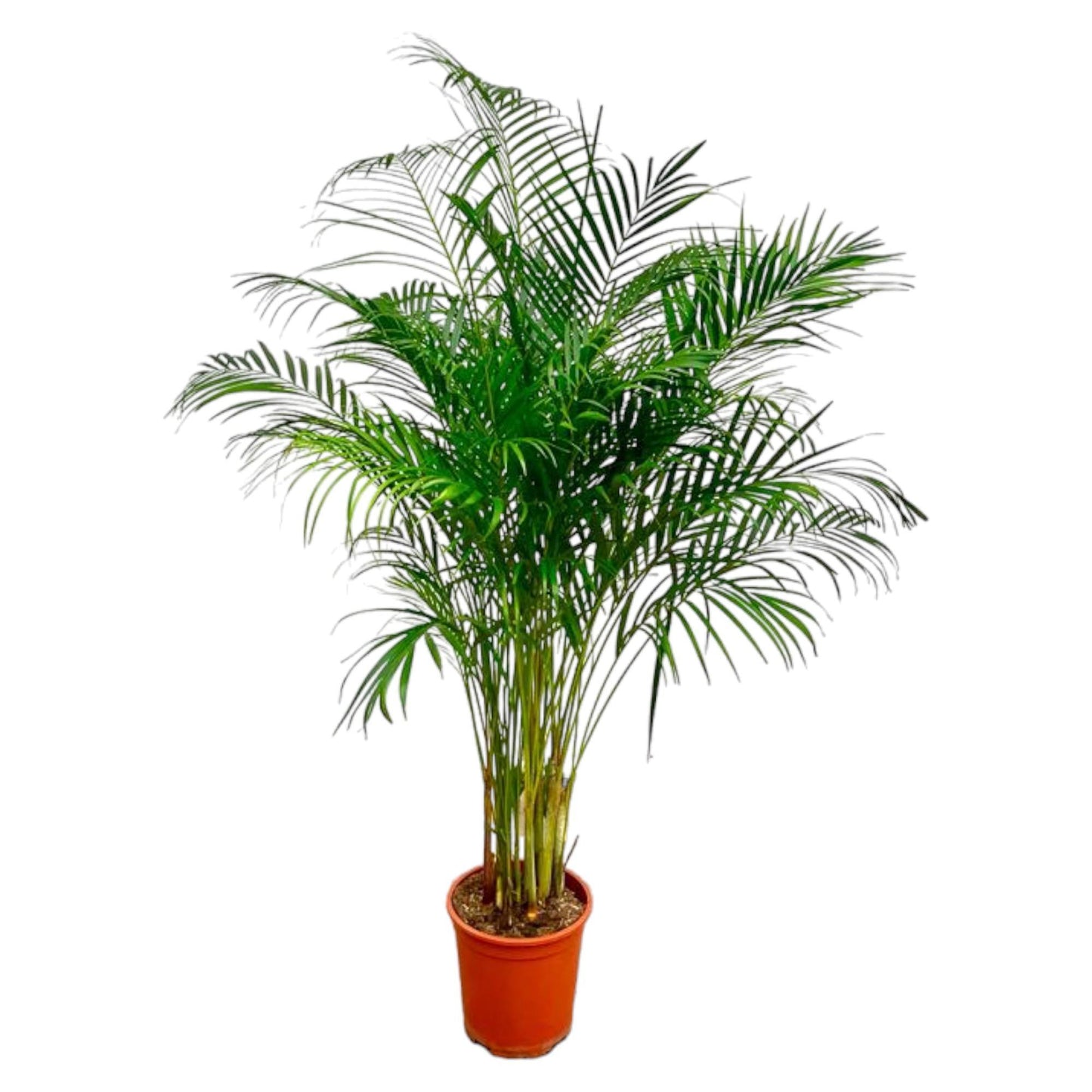 Areca palm (Dypsis Lutescens)