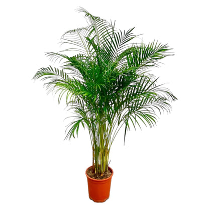 Areca palm (Dypsis Lutescens)