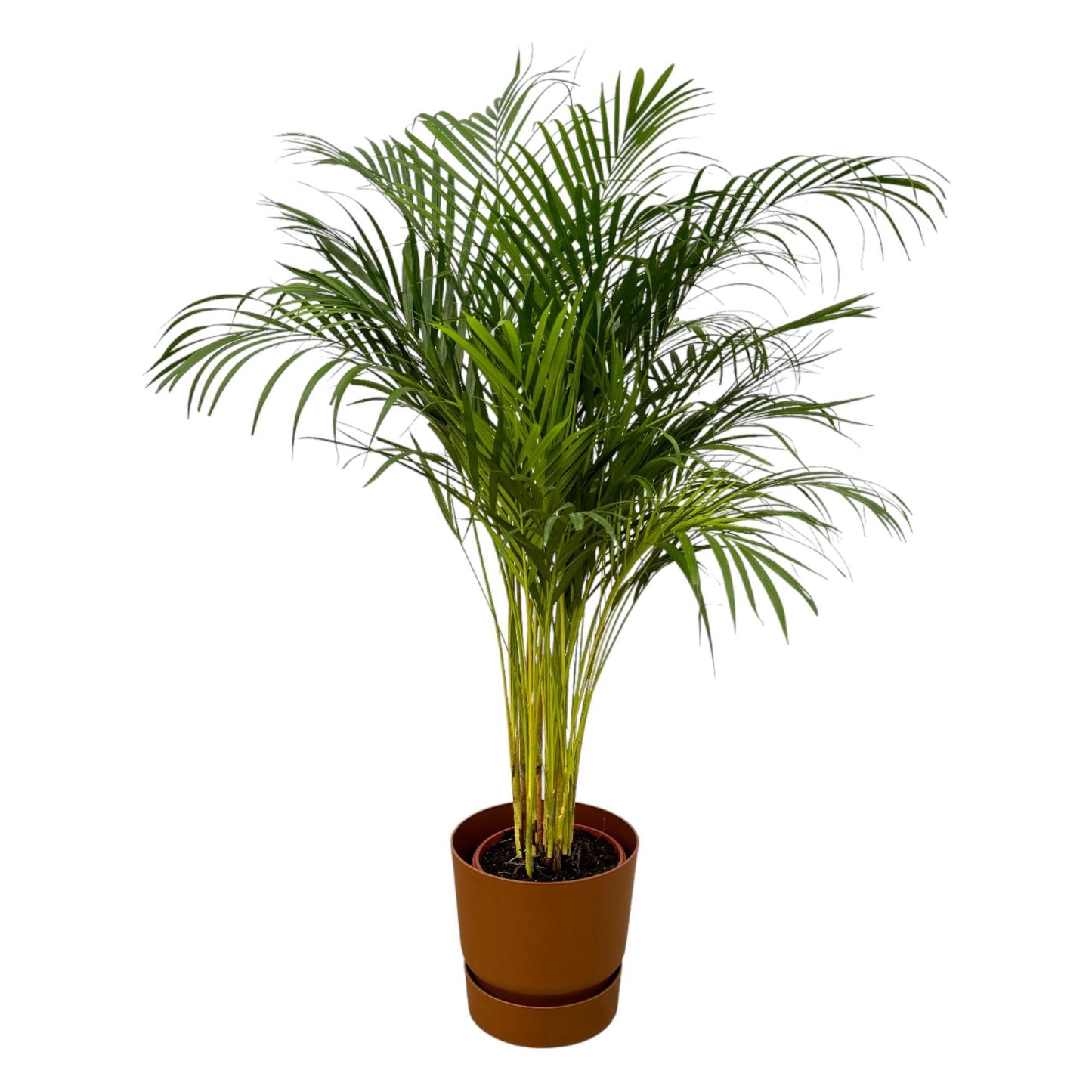 Areca palm - inclusief elho Greenville Round pot