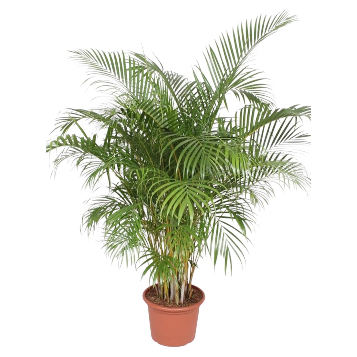 Areca palm (Dypsis Lutescens)
