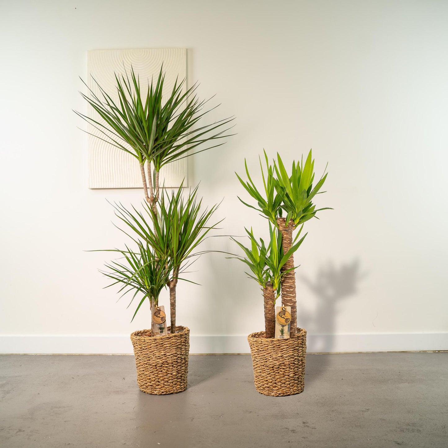 Dracaena - ↨120cm - Ø21cm + Yucca - ↨100cm - Ø21cm