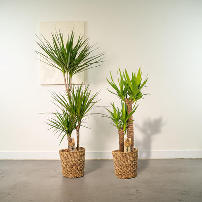 Dracaena - ↨120cm - Ø21cm + Yucca - ↨100cm - Ø21cm