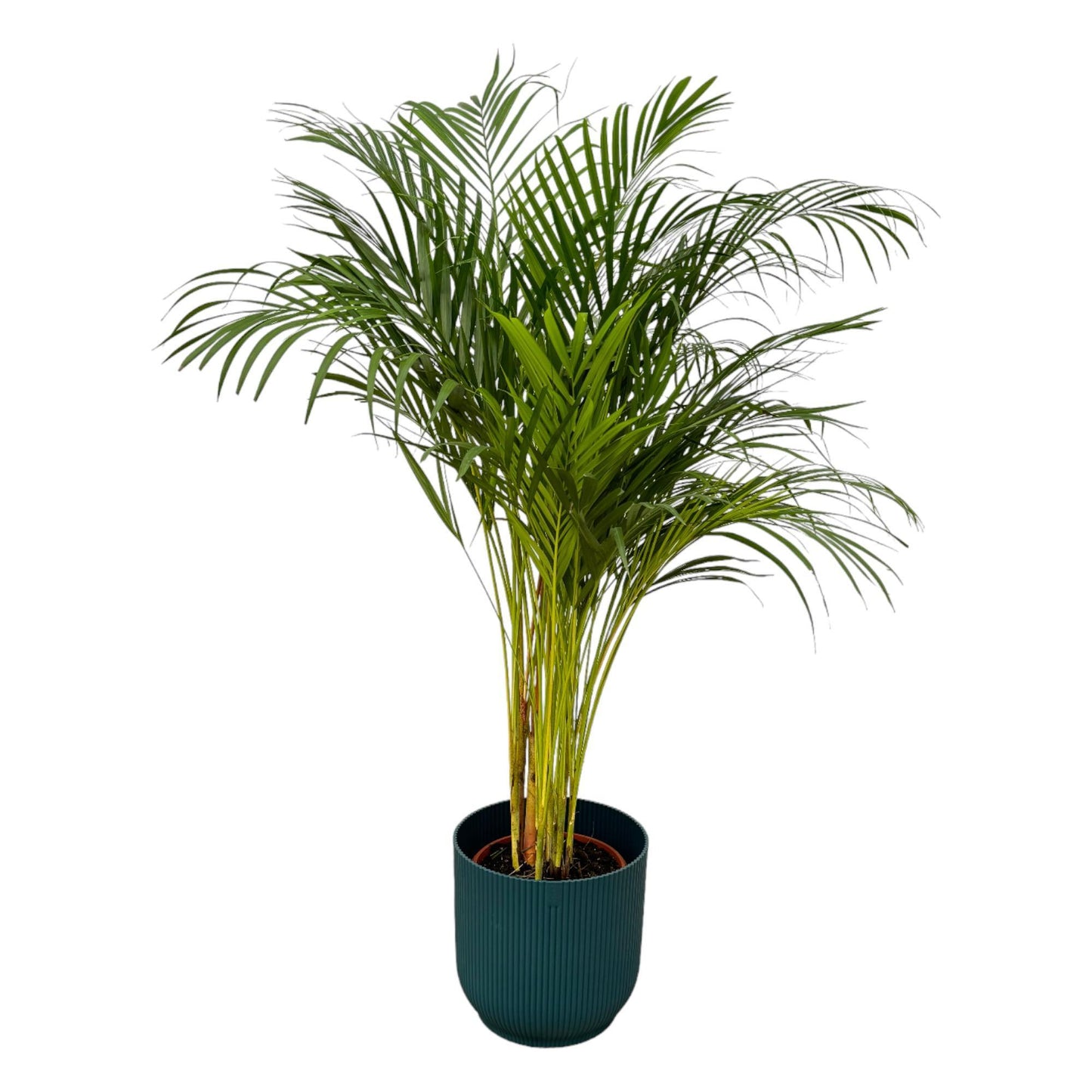 Areca palm - inclusief elho Vibes Fold Round